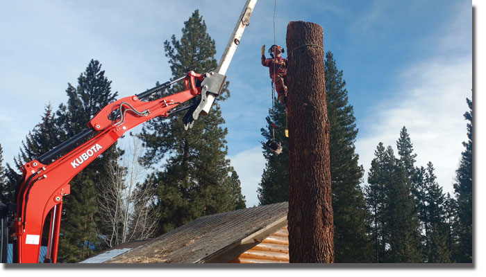 commercial tree service